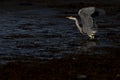 Grey heron, Ardea cinerea, hunting, fishing, besides, a low pool during stark early morning light in scotland during october. Royalty Free Stock Photo