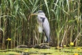 Grey Heron Ardea cinerea is hunting, Graureiher Royalty Free Stock Photo