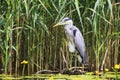 Grey Heron Ardea cinerea is hunting - Graureiher Royalty Free Stock Photo