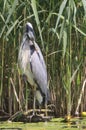Grey Heron Ardea cinerea is hunting - Graureiher Royalty Free Stock Photo