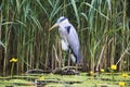 Grey Heron (Ardea cinerea) is hunting - Graureiher Royalty Free Stock Photo