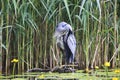 Grey Heron (Ardea cinerea) is hunting - Graureiher Royalty Free Stock Photo