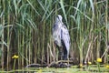 Grey Heron Ardea cinerea is hunting - Graureiher Royalty Free Stock Photo