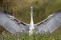 A grey heron Ardea cinerea landing towards the camera. Royalty Free Stock Photo