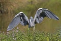 A grey heron Ardea cinerea landing towards the camera. Royalty Free Stock Photo