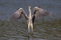 A grey heron Ardea cinerea landing towards the camera. Royalty Free Stock Photo