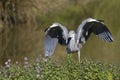 A grey heron Ardea cinerea landing towards the camera. Royalty Free Stock Photo