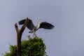 Grey Heron Ardea cinerea  landing on tree Royalty Free Stock Photo