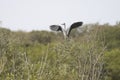 Grey Heron, ardea cinerea, landing in a tree Royalty Free Stock Photo