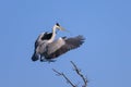 A grey heron landing on a tree, twig in beak Royalty Free Stock Photo