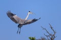 A grey heron landing on a tree, twig in beak Royalty Free Stock Photo