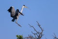 A grey heron landing on a tree, twig in beak Royalty Free Stock Photo