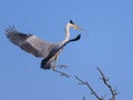 A grey heron landing on a tree, twig in beak Royalty Free Stock Photo