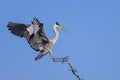 A grey heron landing on a tree, twig in beak Royalty Free Stock Photo