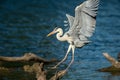 A Grey Heron landing on a wood in the water Royalty Free Stock Photo