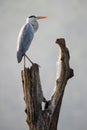 Grey Heron - Ardea cinerea, large common gray heron from worldwide lakes and rivers Royalty Free Stock Photo