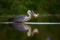 Grey Heron - Ardea cinerea Royalty Free Stock Photo