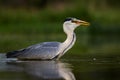 Grey Heron - Ardea cinerea Royalty Free Stock Photo