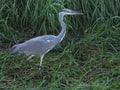 Grey heron (Ardea cinerea)