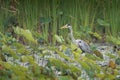 Grey Heron - Ardea cinerea long-legged predatory wading bird of the heron family, Ardeidae during rain weather, native throughout Royalty Free Stock Photo