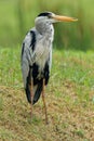 Grey Heron - Ardea cinerea long-legged predatory wading bird of the heron family, Ardeidae during rain weather, native throughout Royalty Free Stock Photo