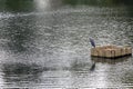 The grey heron Ardea cinerea long-legged predatory wading bird surrounded by water Royalty Free Stock Photo