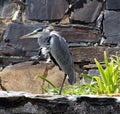 Grey Heron (Ardea cinerea) resting among rocks : (pix Sanjiv Shukla)