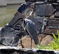 Grey Heron (Ardea cinerea) resting among rocks : (pix Sanjiv Shukla)