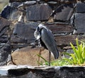 Grey Heron (Ardea cinerea) resting among rocks : (pix Sanjiv Shukla)