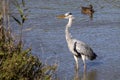 Grey heron, ardea cinerea, and mallard ducks. Royalty Free Stock Photo