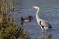 Grey heron, ardea cinerea, and mallard ducks Royalty Free Stock Photo