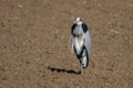 Grey Heron, Ardea cinerea, in national park Donana, Andalusia, Spain Royalty Free Stock Photo