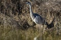 Grey Heron, Ardea cinerea, in national park Donana, Andalusia, Spain Royalty Free Stock Photo