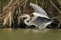 Grey Heron Ardea cinerea