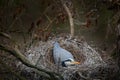 Grey heron, Ardea cinerea, in nest with five eggs, nesting time. Wildlife animal scene from nature. Spring nesting time with bird