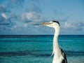 Grey heron Ardea Cinerea overlooking the shallow blue water o Royalty Free Stock Photo