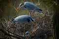 Grey heron, Ardea cinerea, pair of water birds in nest with eggs, nesting time, animal behaviour Royalty Free Stock Photo