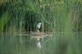 Grey Heron, Ardea cinerea perched on a bed of reeds on a lake Royalty Free Stock Photo