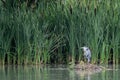 Grey Heron, Ardea cinerea perched on a bed of reeds on a lake Royalty Free Stock Photo