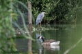 Grey Heron, Ardea cinerea perched on a bed of reeds on a lake Royalty Free Stock Photo