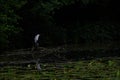 Grey heron. Ardea cinerea. Perched big wetland bird. Quiet, peaceful dark landscape