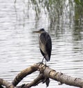 Grey Heron - Ardea cinerea