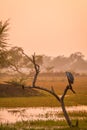 Grey heron or Ardea cinerea perched on tree trunk during cold winters sunset of keoladeo national park or bird sanctuary india