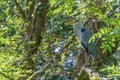 Grey Heron Ardea cinerea in a tree Royalty Free Stock Photo