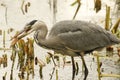 Grey Heron Ardea cinerea with a pike that it has just caught and is eating. Royalty Free Stock Photo