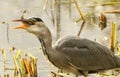 Grey Heron Ardea cinerea with a pike that it has just caught and is eating. Royalty Free Stock Photo