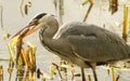 Grey Heron Ardea cinerea with a pike that it has just caught and is eating. Royalty Free Stock Photo