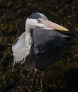 Grey Heron / Ardea cinerea portrait, head and eye detail in river