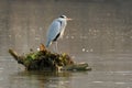 Grey heron Ardea cinerea resting on a tree root. Royalty Free Stock Photo