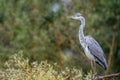 Grey Heron Ardea cinerea side view standing up on a branch f Royalty Free Stock Photo